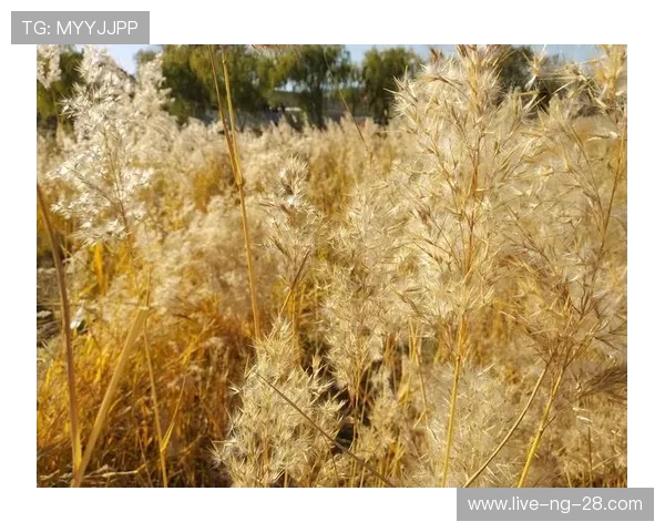 李娜畅谈英雄联盟成长之路与职业生涯的点滴回忆